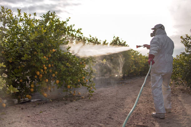 Best Emergency Pest Control  in Brook Highland, AL