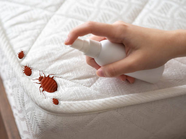 Best Affordable Pest Control Services  in Brook Highland, AL